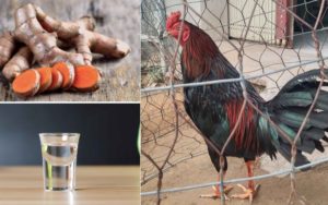 Mẹo trị tang gà đá tại nhà – Giúp chiến kê nhanh hồi sức, sung mãn trở lại